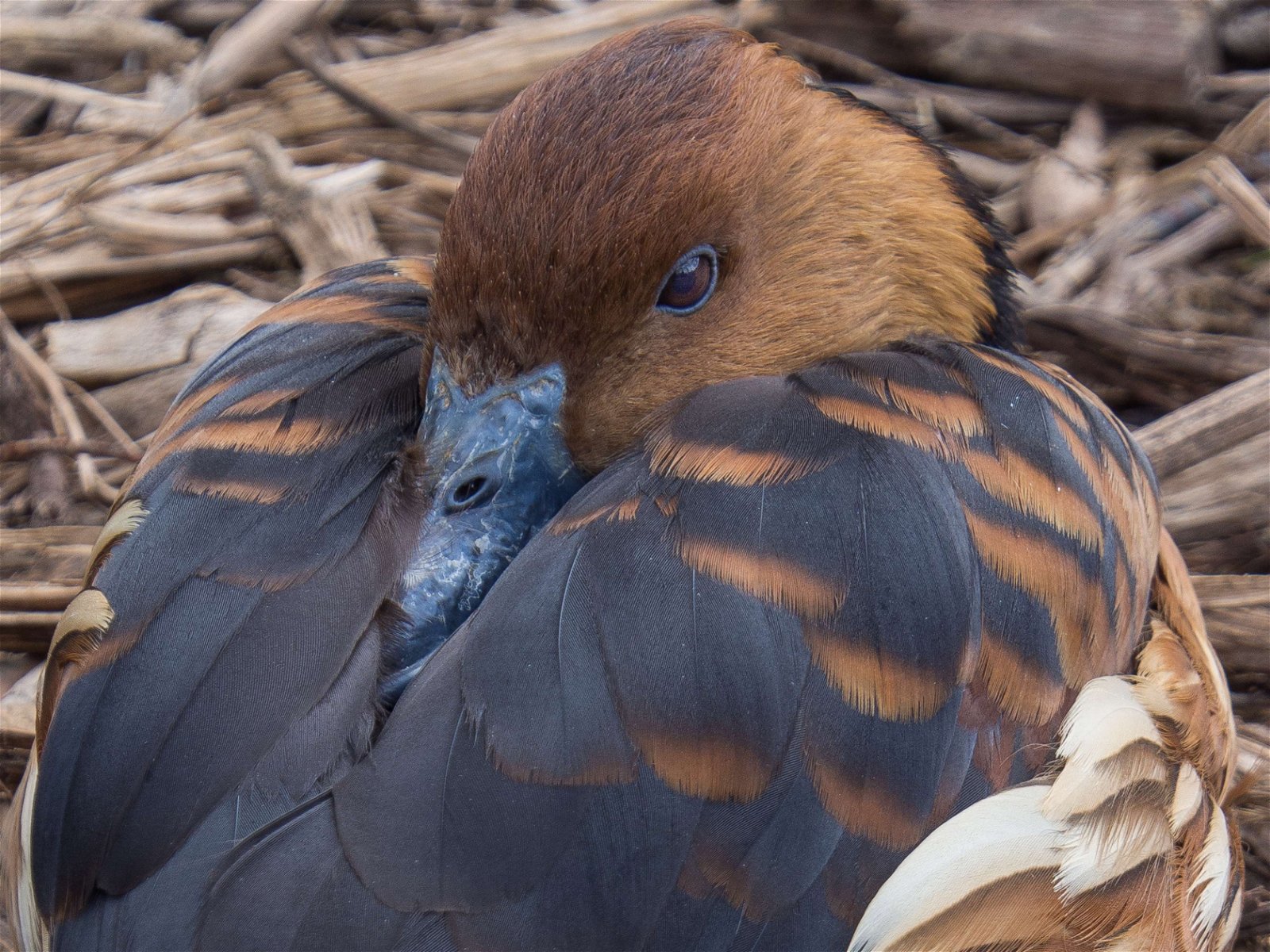 Parc zoologique de Paris