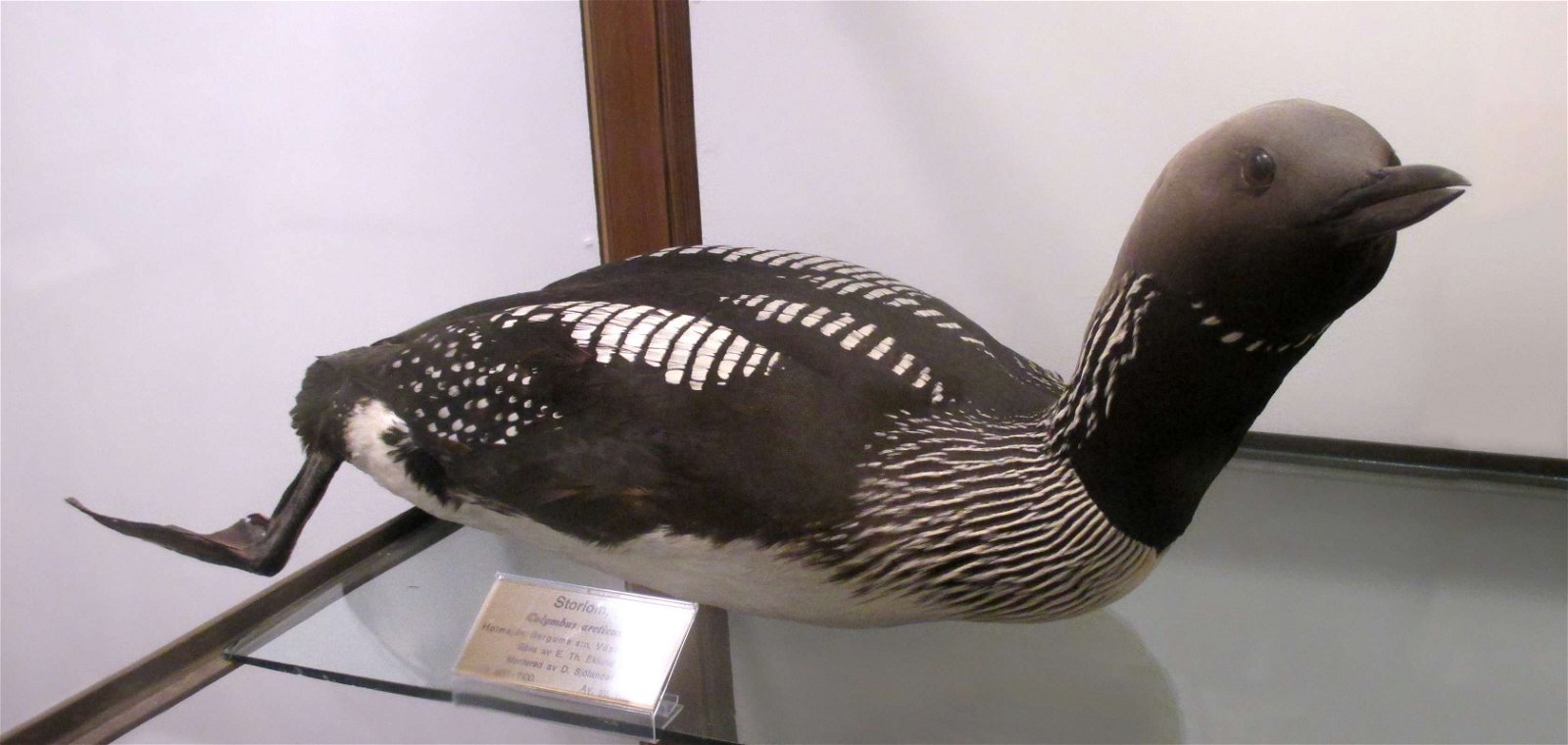 Göteborg Natural History Museum