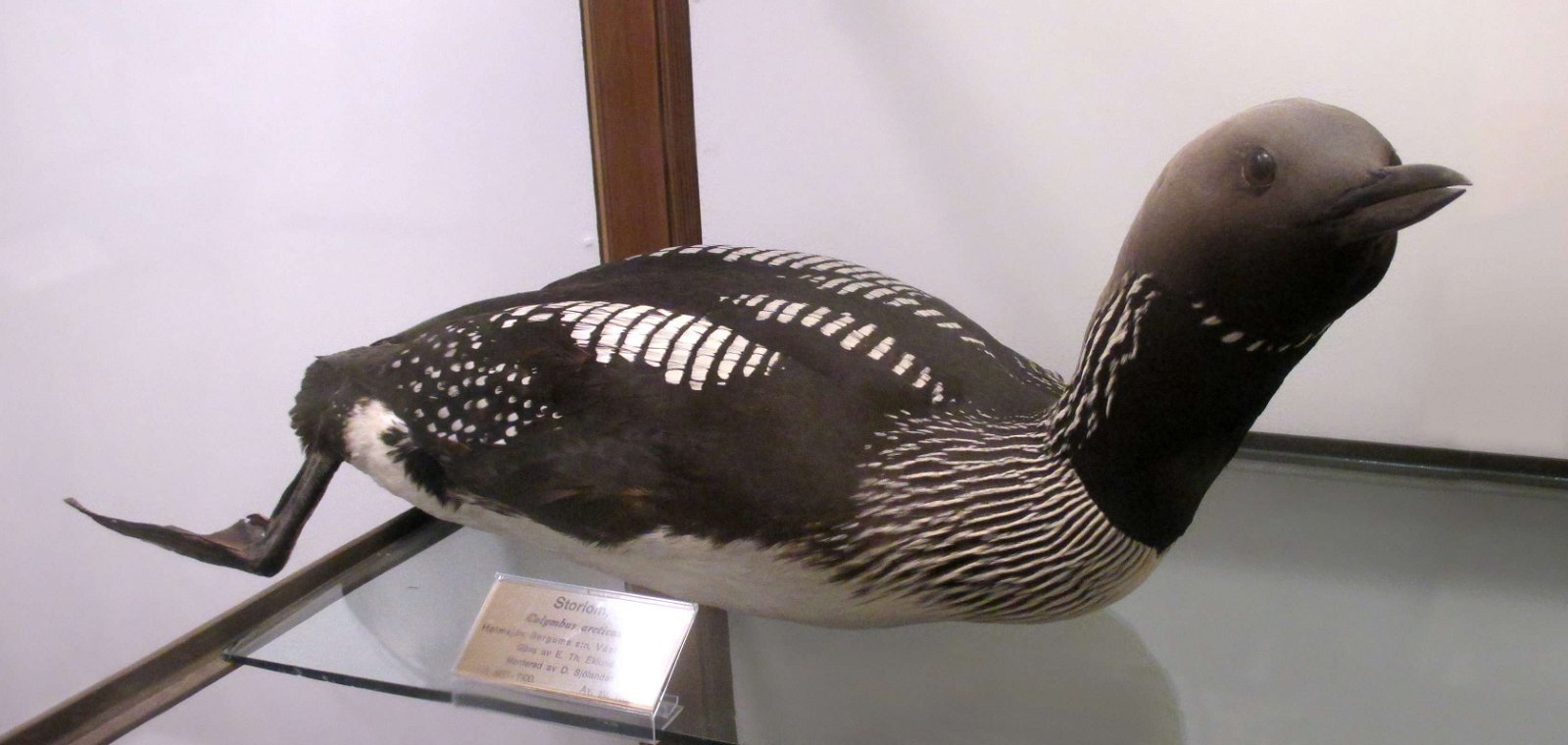 Göteborg Natural History Museum