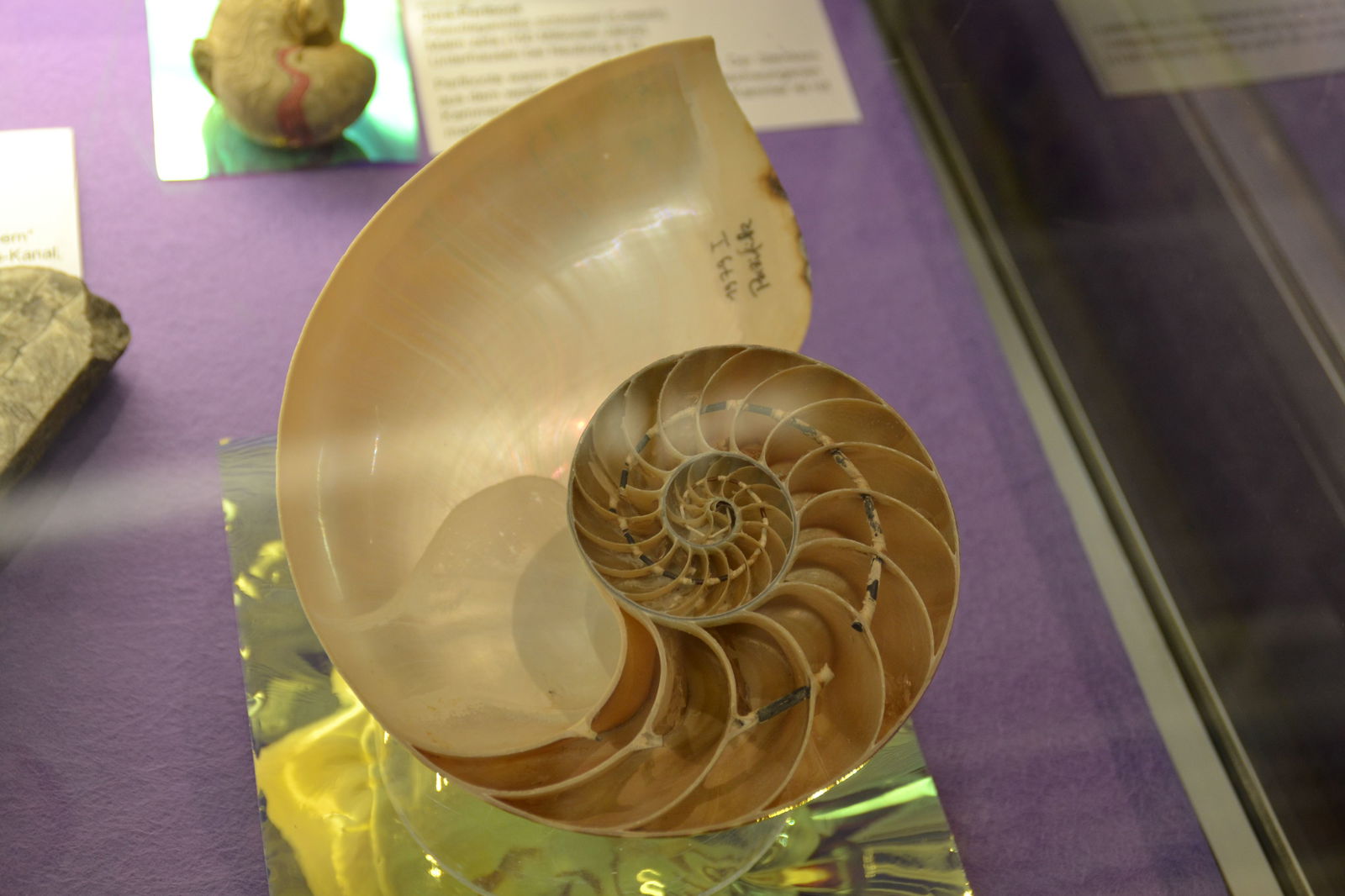 Paläontologische Museum Munchen