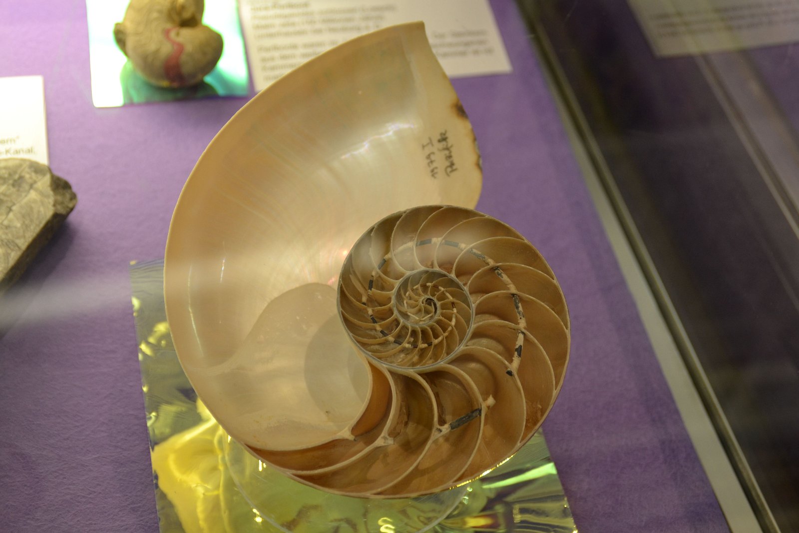 Paleontological Museum Munich