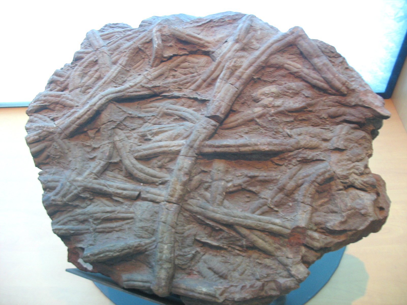 National Museum of Natural Sciences of Spain