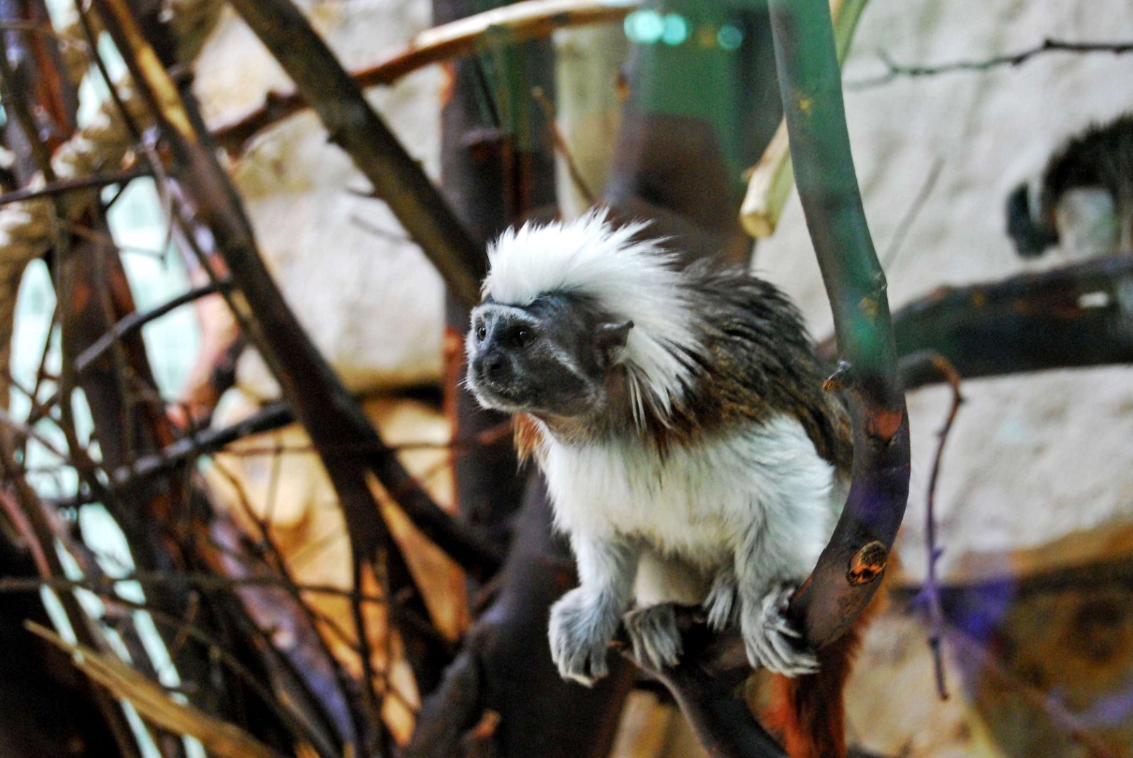 Berlin Zoological Garden