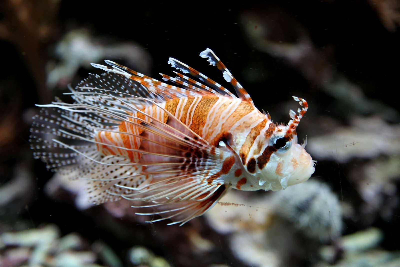 Aquazoo – Löbbecke-Museum Düsseldorf
