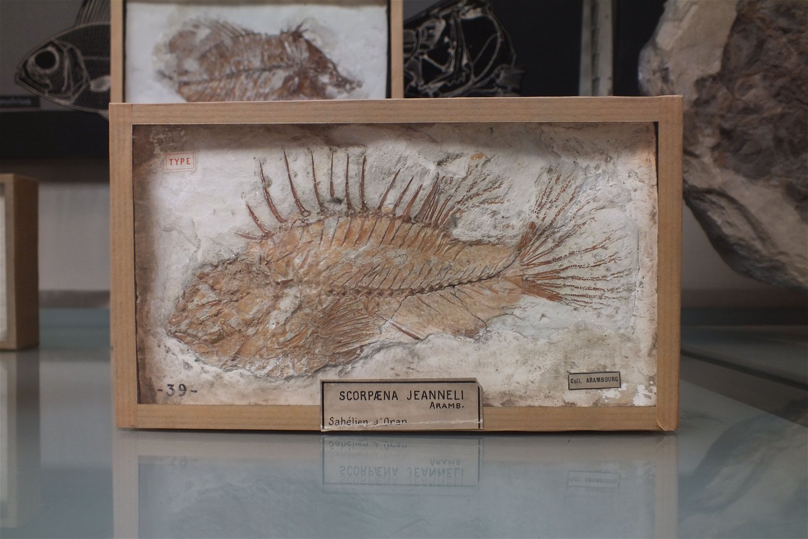 Gallery of Paleontology and Comparative Anatomy