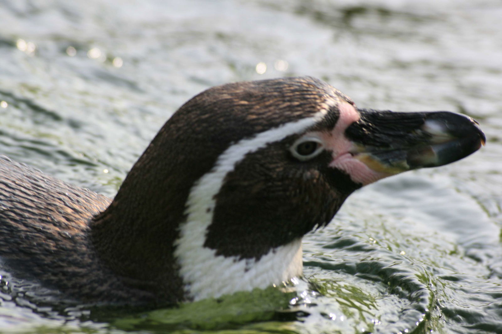 Berlin Zoological Garden