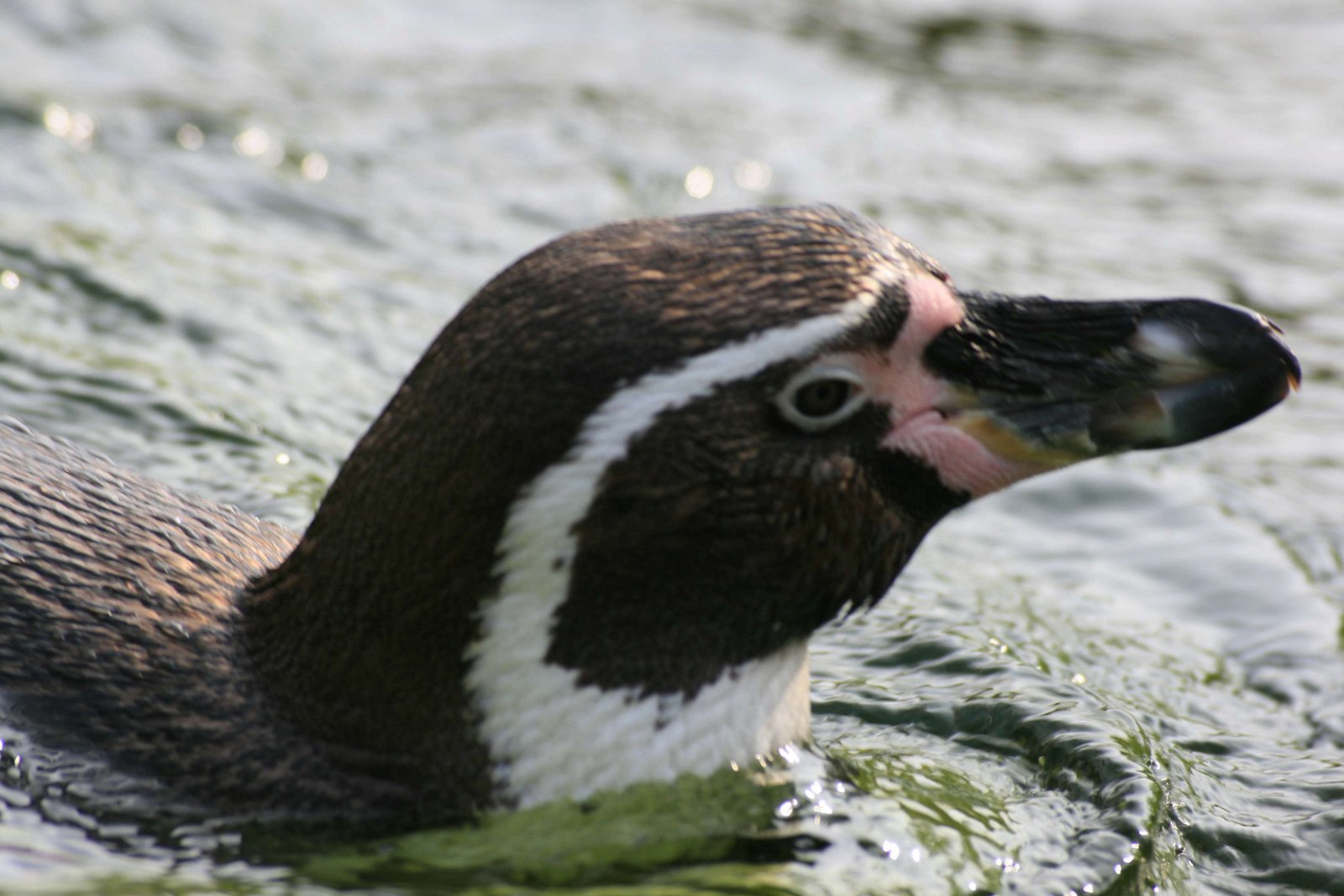 Berlin Zoological Garden
