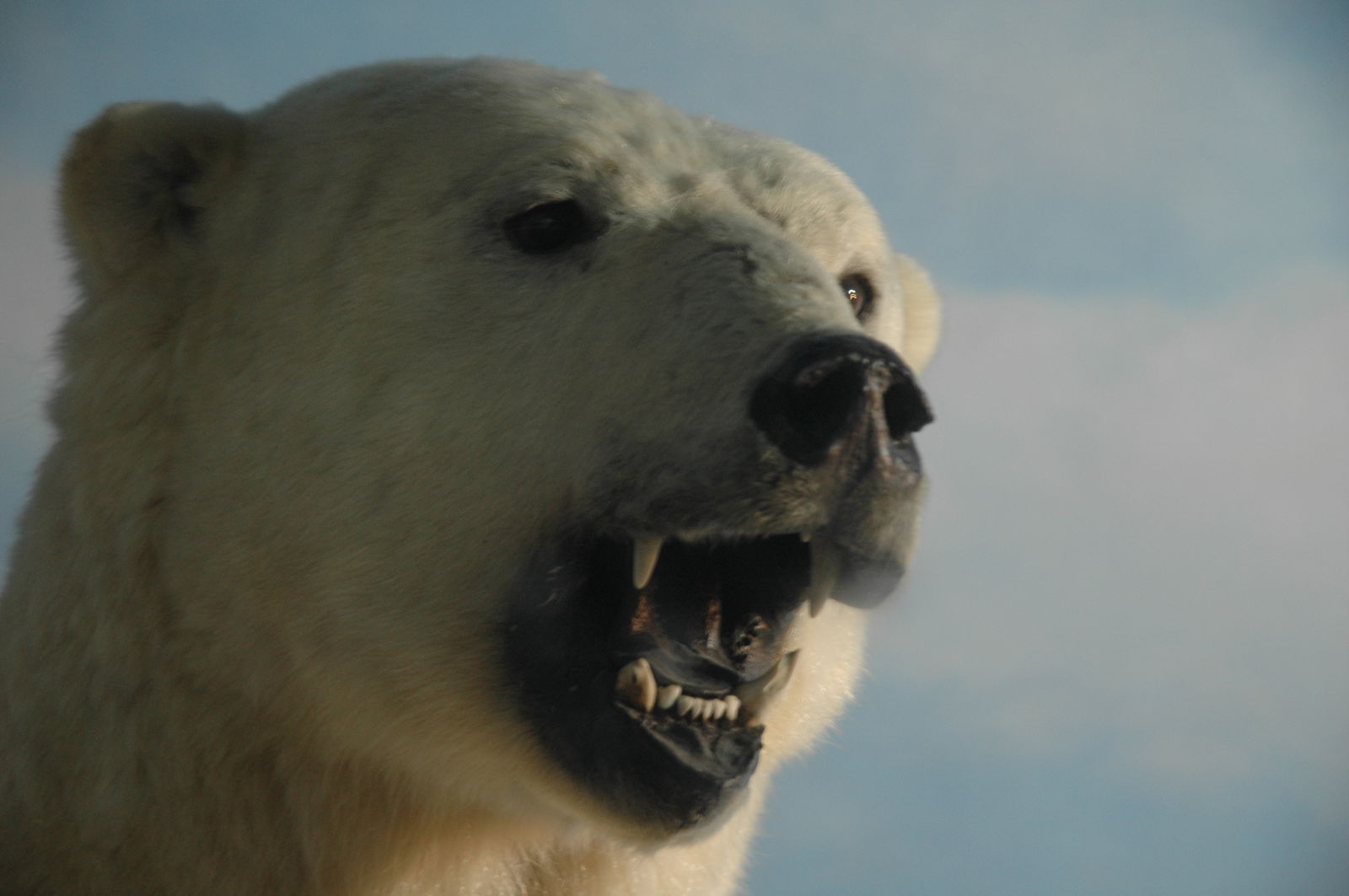 Natural Science Museum of Belgium
