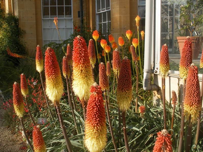 Orto botanico di Oxford