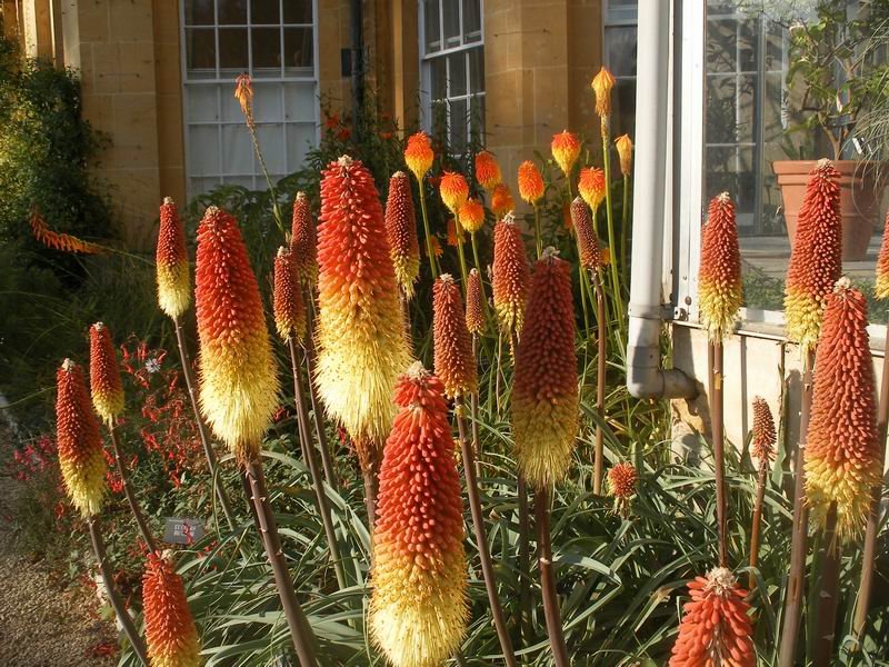University of Oxford Botanic Garden