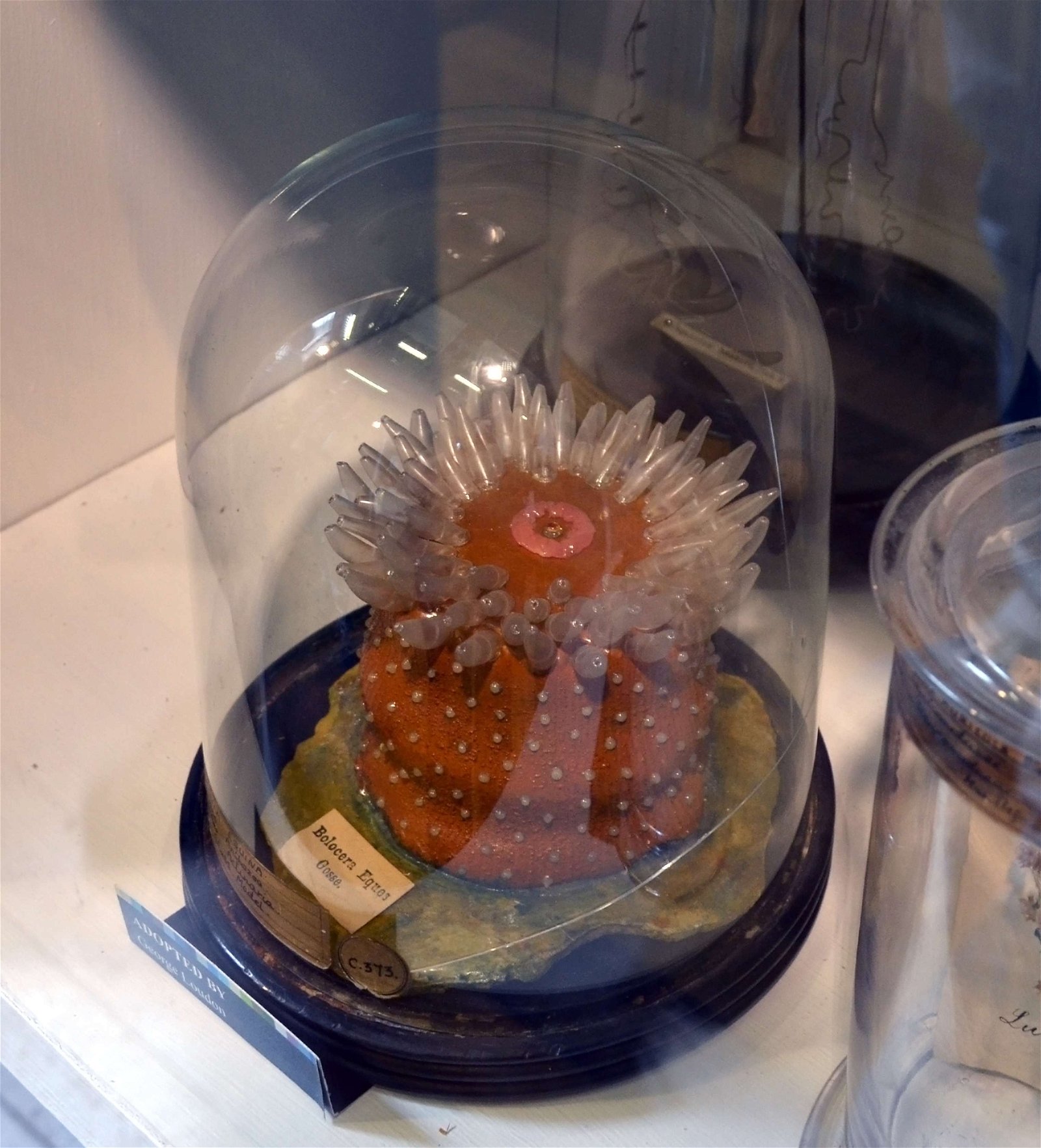 Grant Museum of Zoology