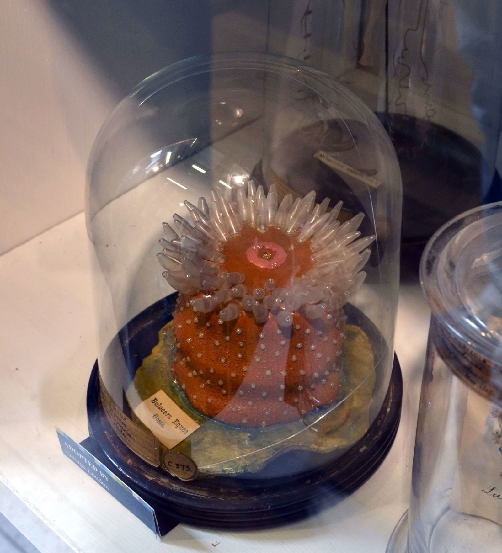 Grant Museum of Zoology