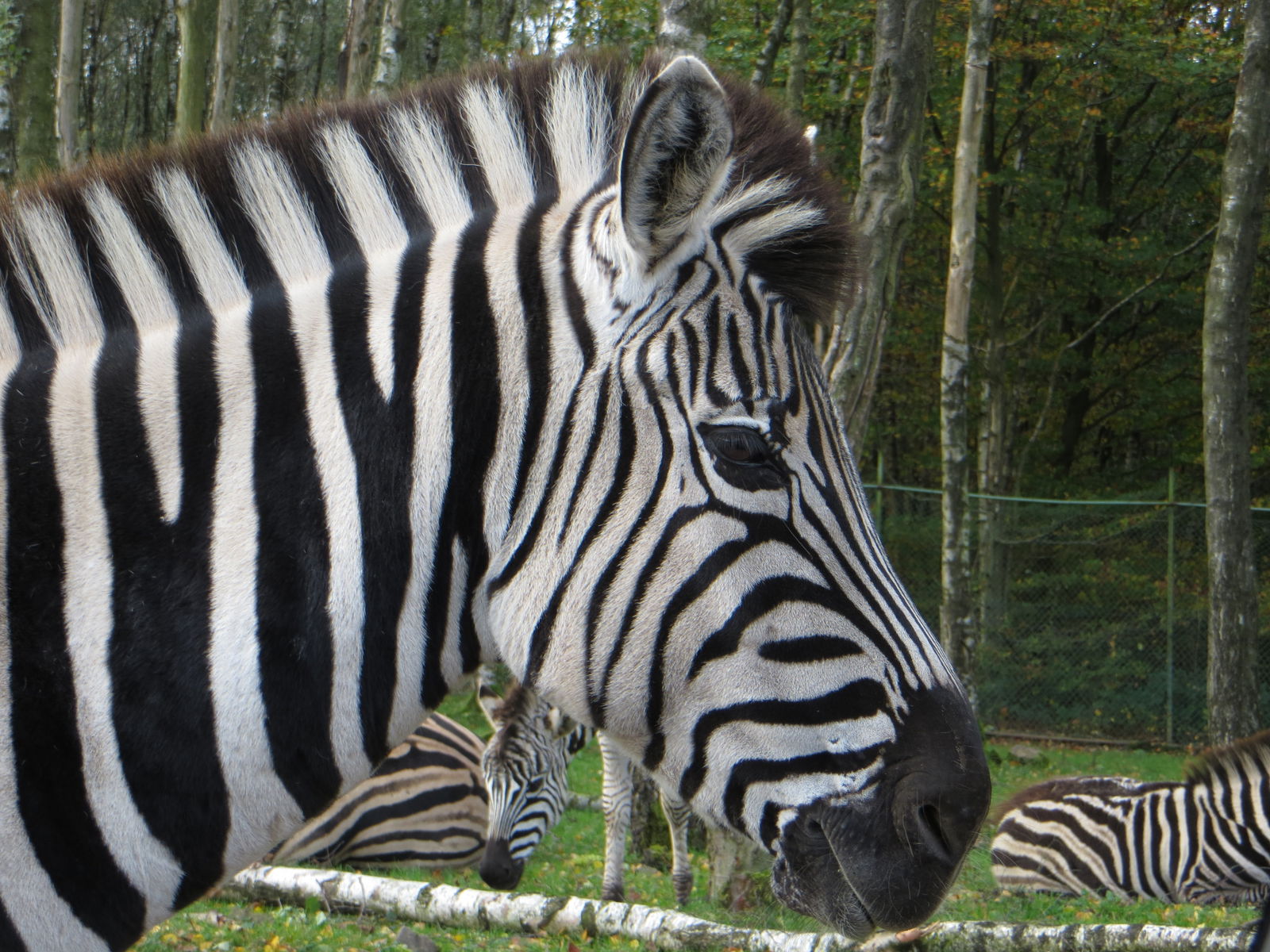 Monde Sauvage Safari Parc (Aywaille) - Visitor Information & Reviews