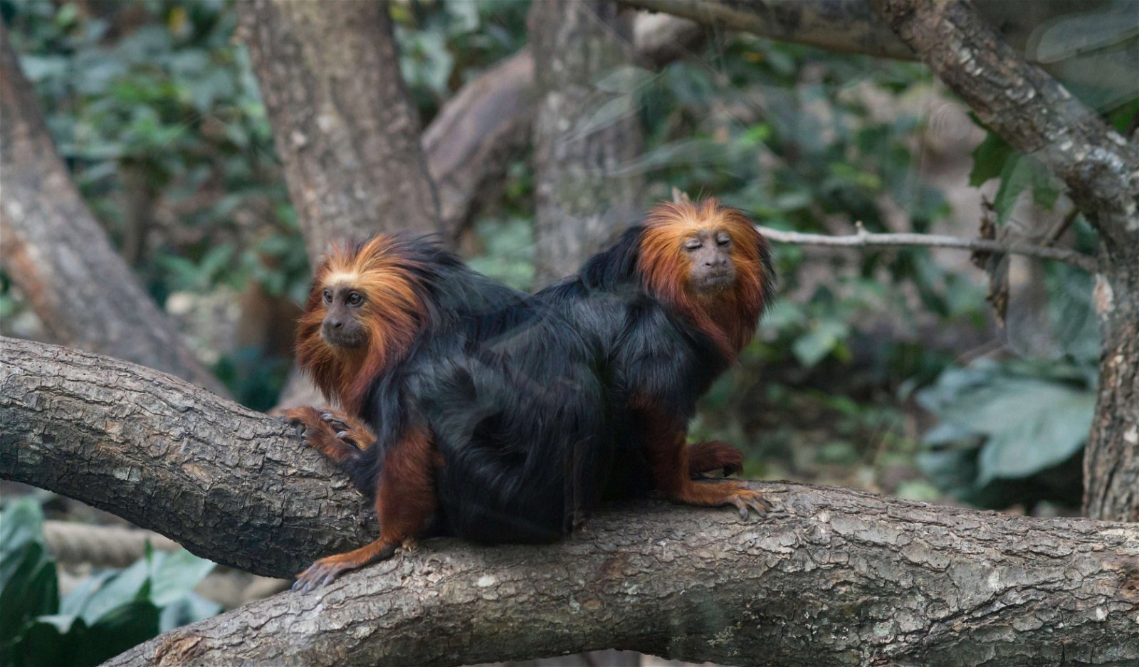 Parc zoologique de Paris