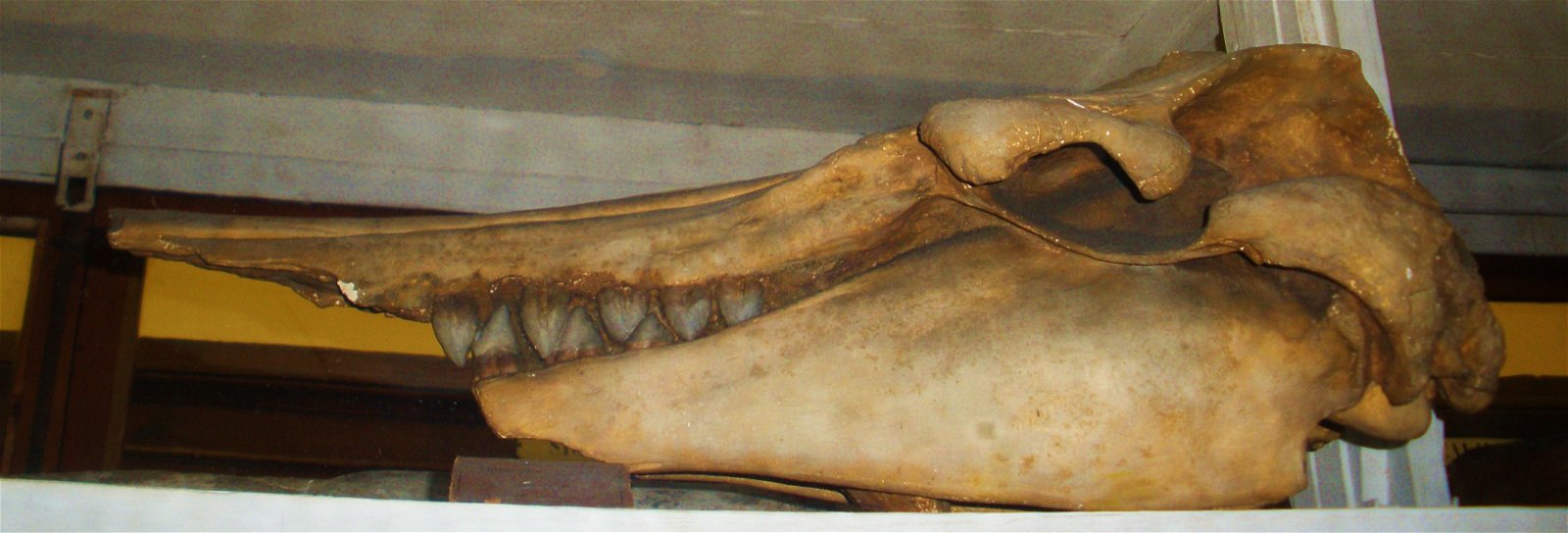 Museo Geologico Giovanni Capellini