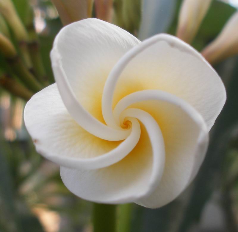 Orto botanico di Oxford