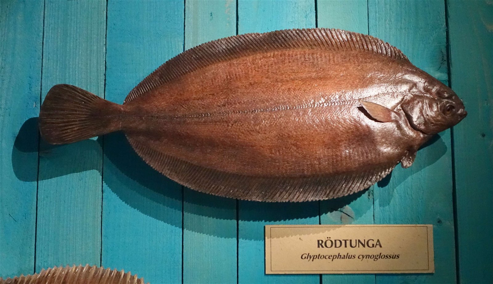 Swedish Museum of Natural History