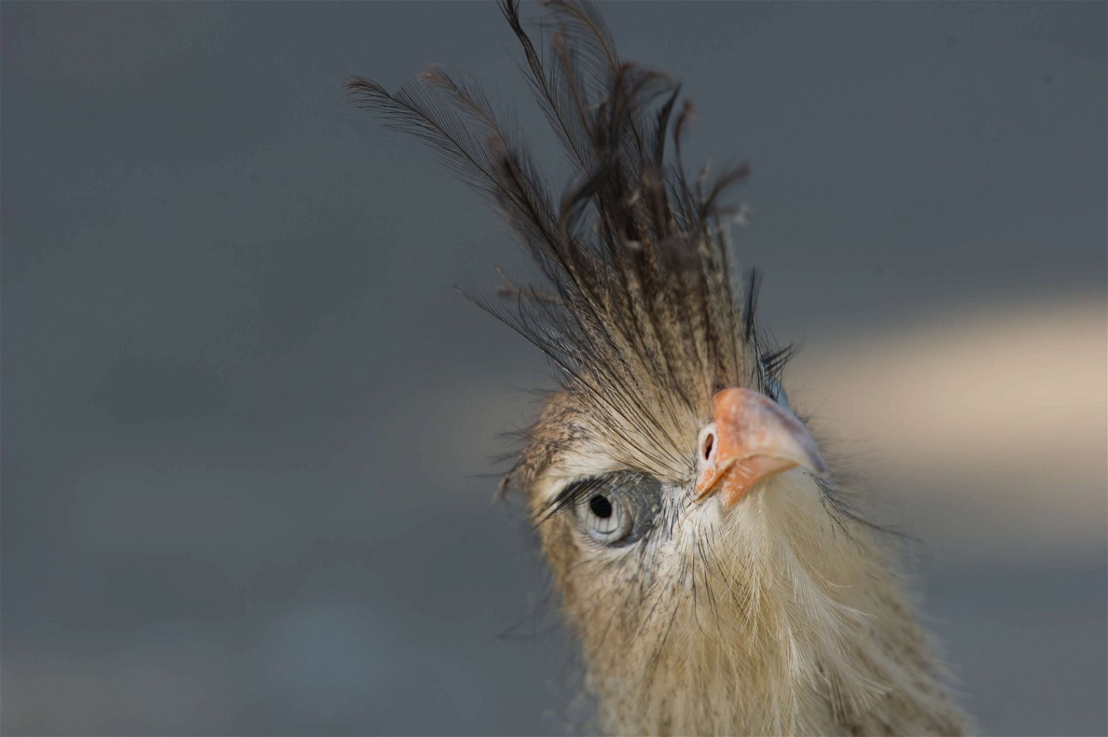 Tiergarten Schönbrunn