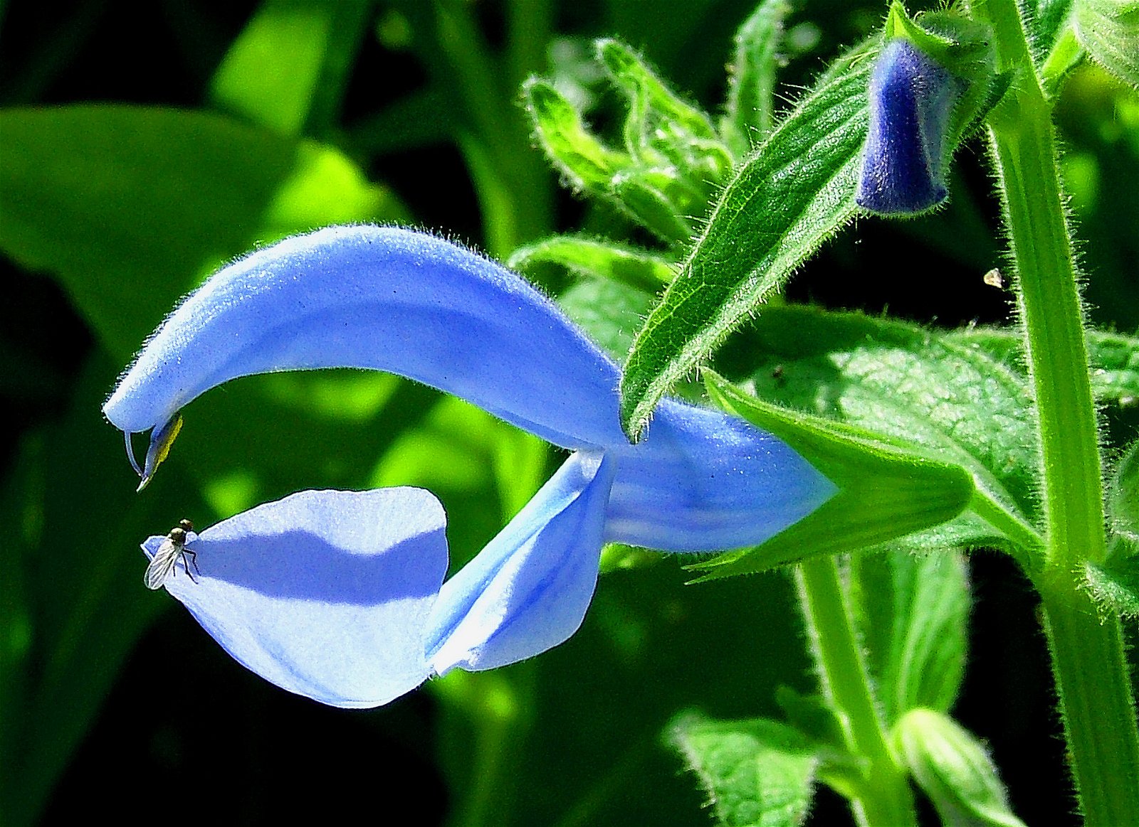 RHS Garden Hyde Hall