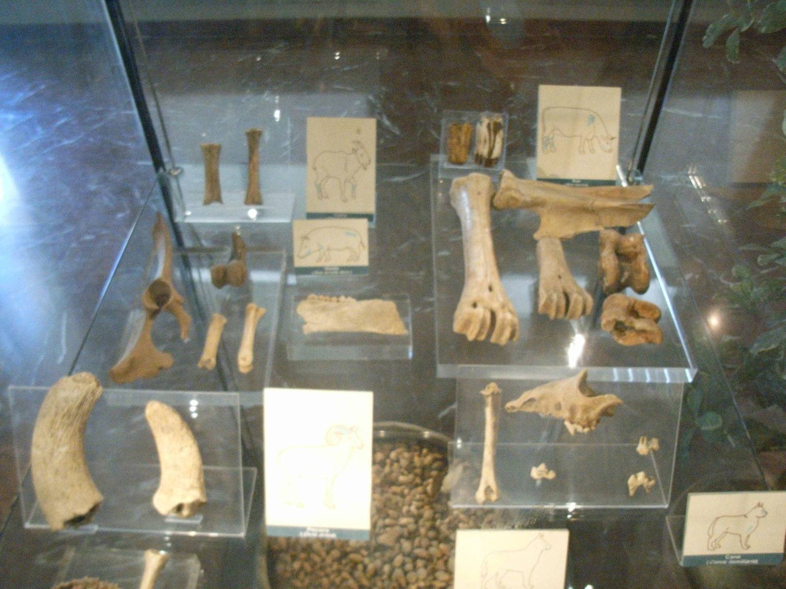 Museo Nazionale Preistorico Etnografico Luigi Pigorini