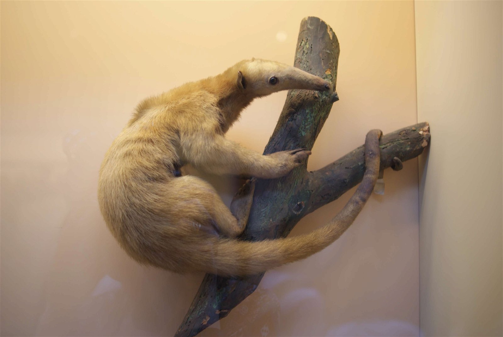 Natural History Museum