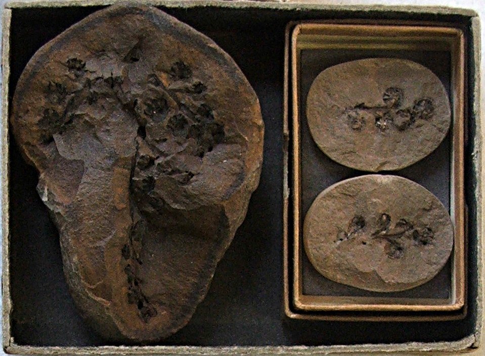 Sedgwick Museum of Earth Sciences