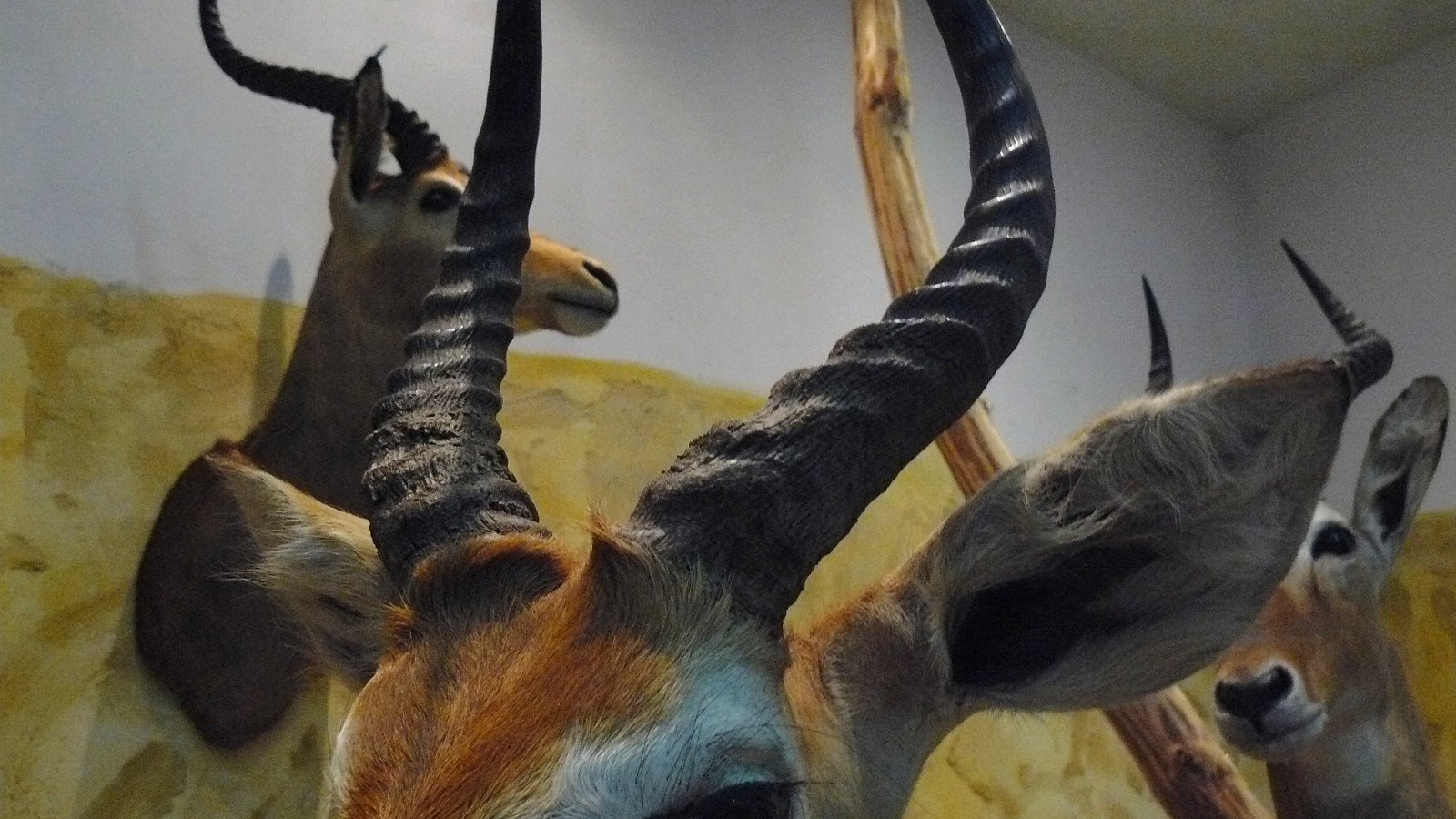 Museum of Natural Environment and Hunting