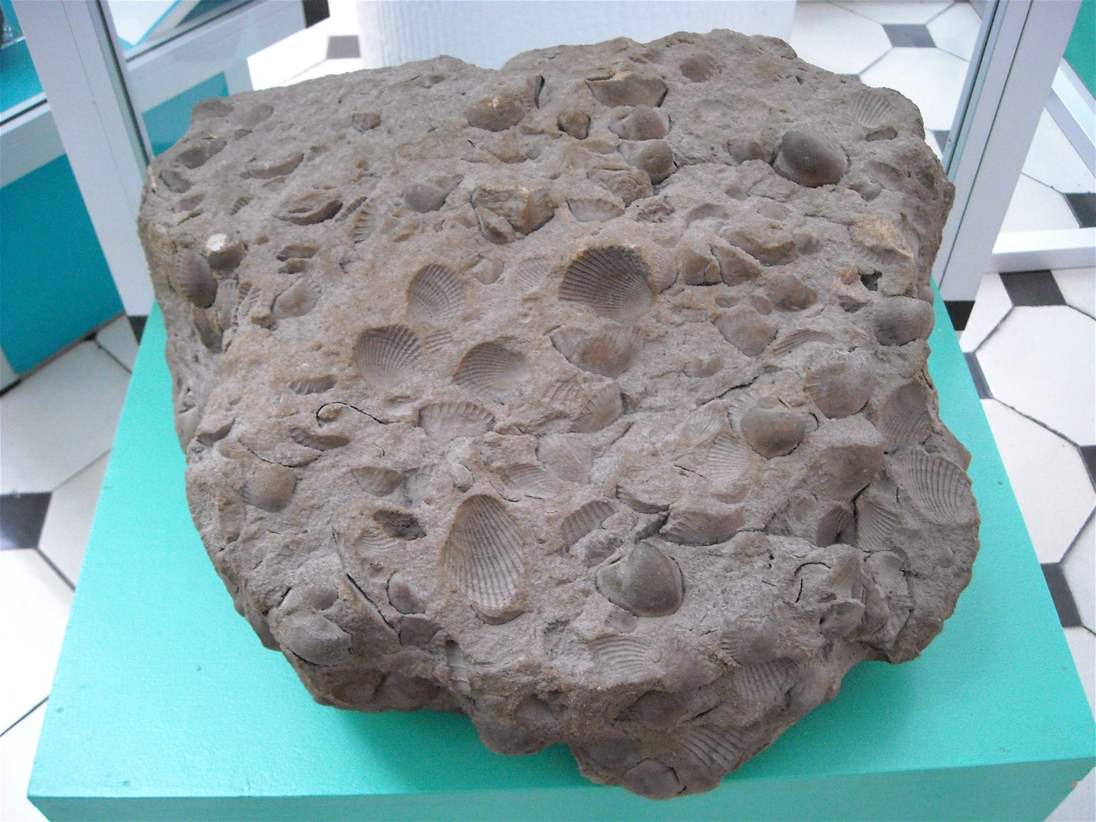 Geological Museum of the Polish Geological Institute