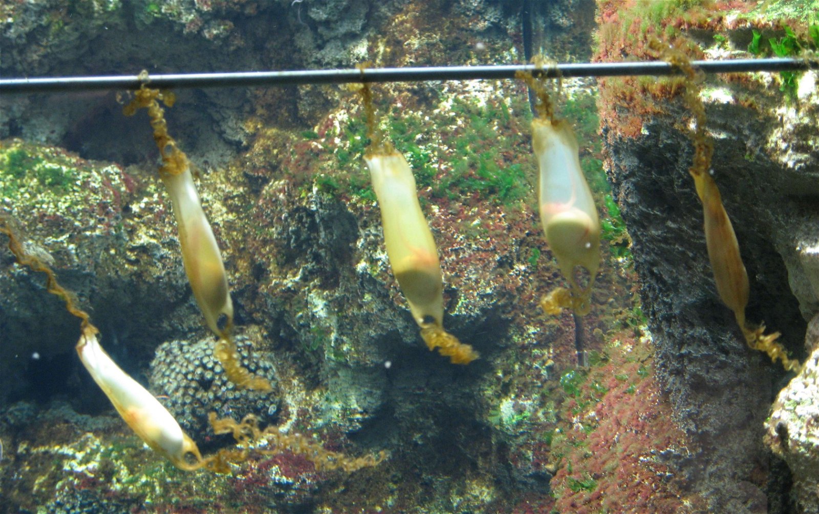 Aquarium de Paris - CineAqua