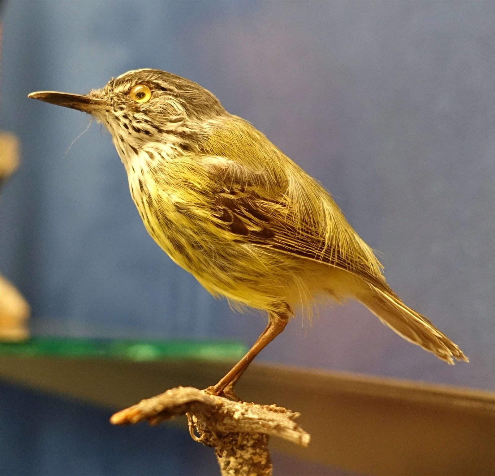 Swedish Museum of Natural History