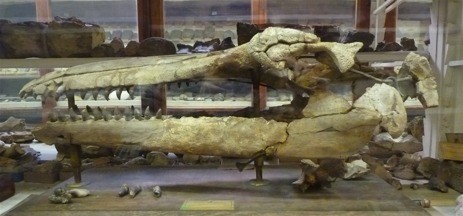 Museo Geologico Giovanni Capellini