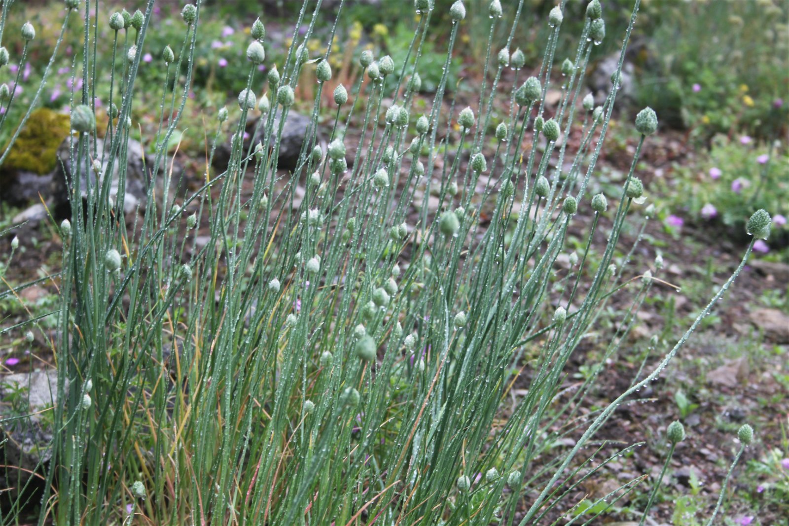 University of Bristol Botanic Garden