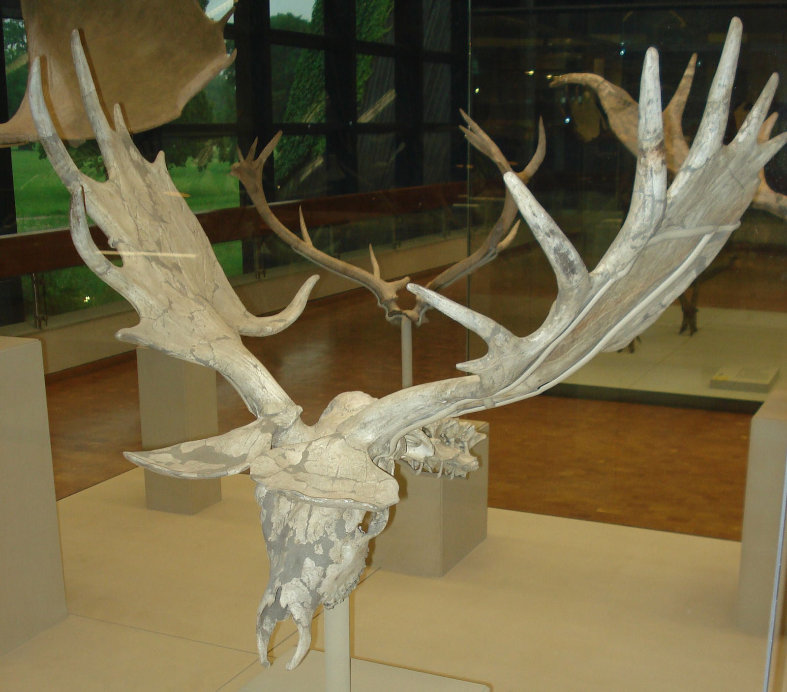 Staatliches Museum für Naturkunde Stuttgart